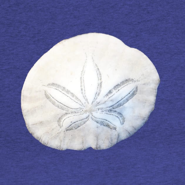 Sand Dollar Photo by DeniseBruchmanPhotography